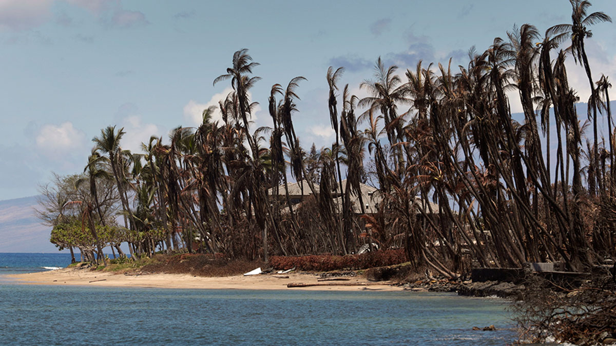 News-2025-0113-Honolulu.jpg